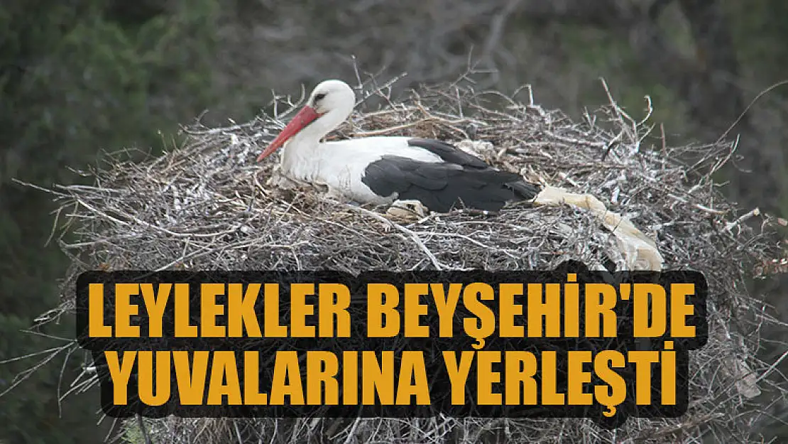 Leylekler Beyşehir'de yuvalarına yerleşti