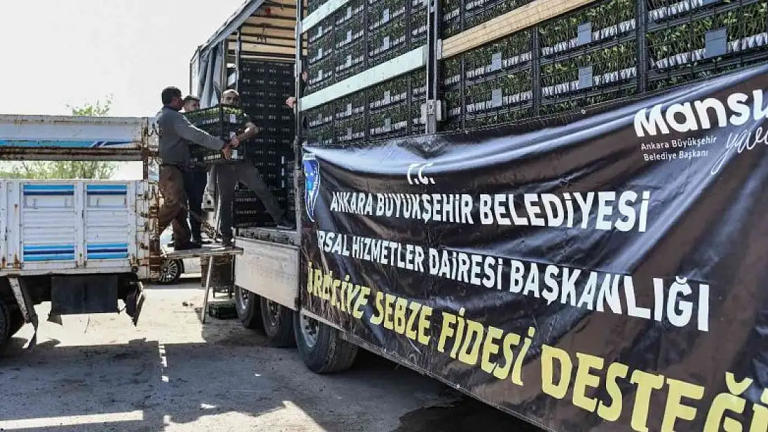 Ankara Büyükşehir'den üreticilere sebze fidesi desteği