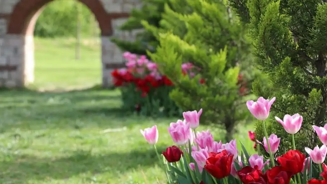 Kağıthane'de lale mevsimi başladı