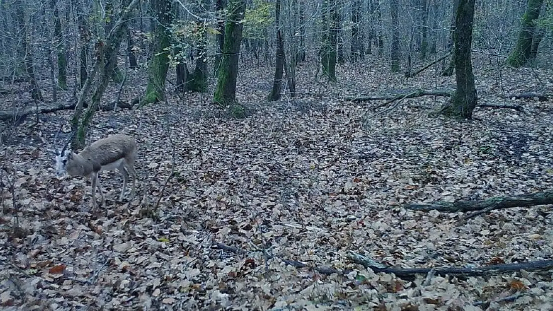 Ormanya'nın yaban hayatı foto kapanlara yansıdı