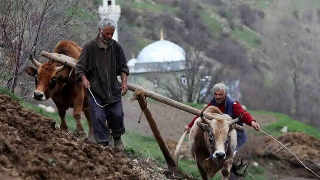 Zorlu şartlara rağmen karasaban ile üretime devam ediyorlar