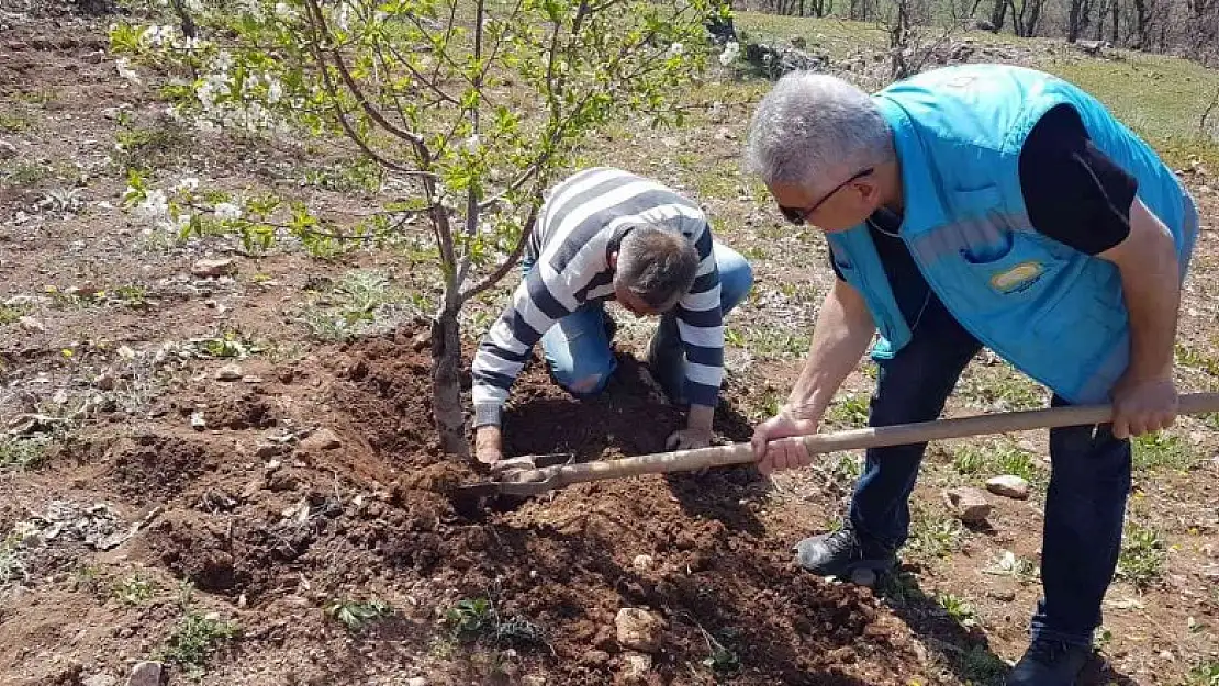 Şaphane'de kiraz ve vişne bahçelerinde fenolojik gözlem çalışmaları