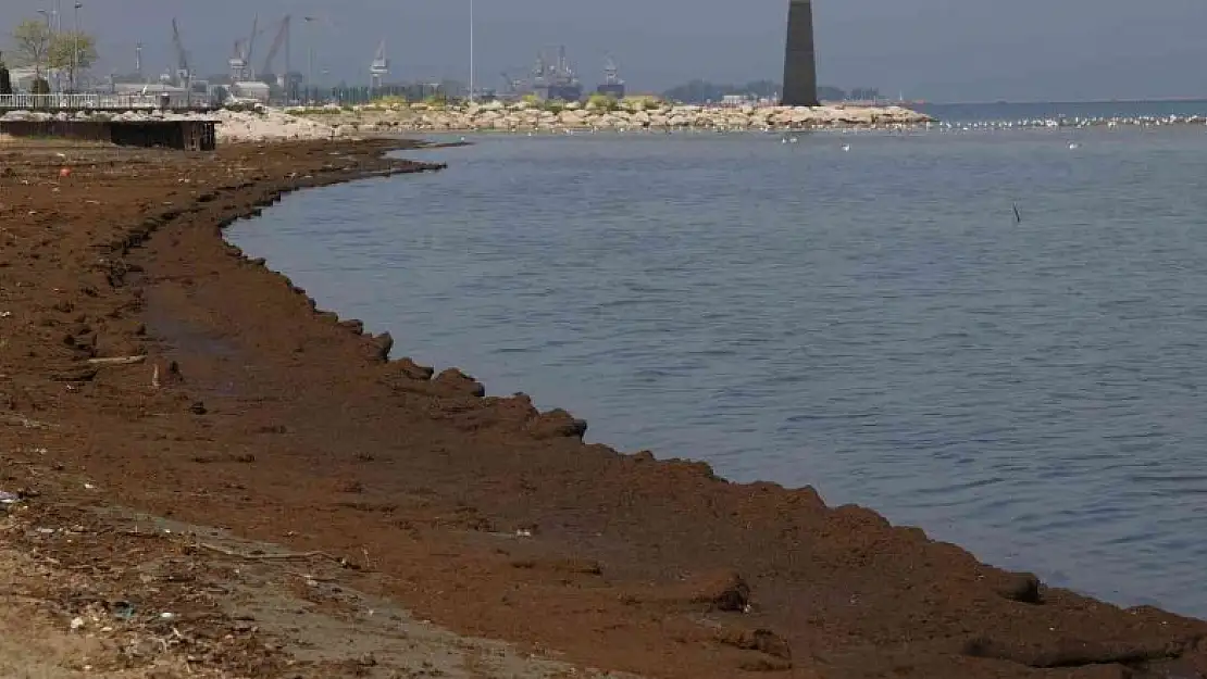 Hayvan gübresinin esir aldığı sahile martı bile uğramıyor