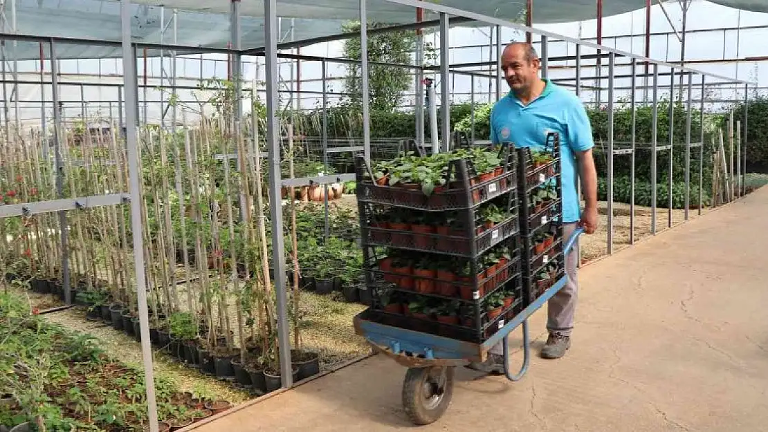 Alanya Belediyesi 29 mezarlıkta 62 bin çiçek dağıtacak