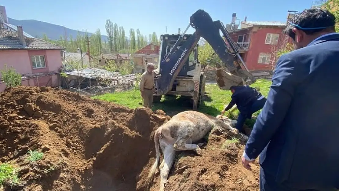 Konya'da kuyuya düşen inek açılan tünel sayesinde kurtarıldı