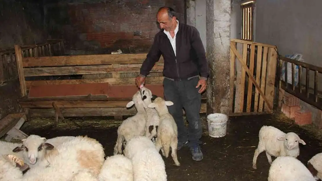 İnternetten satmak istediği koyunlarını dolandırıcılara kaptırdı