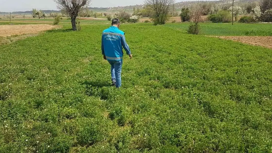 Şaphane'de yem bitkisi ekili alanlarda hastalık ve zararlı kontrolleri