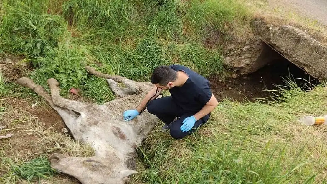 Diyarbakır'da menfezde bulunan yaralı katır tedavi altına alındı