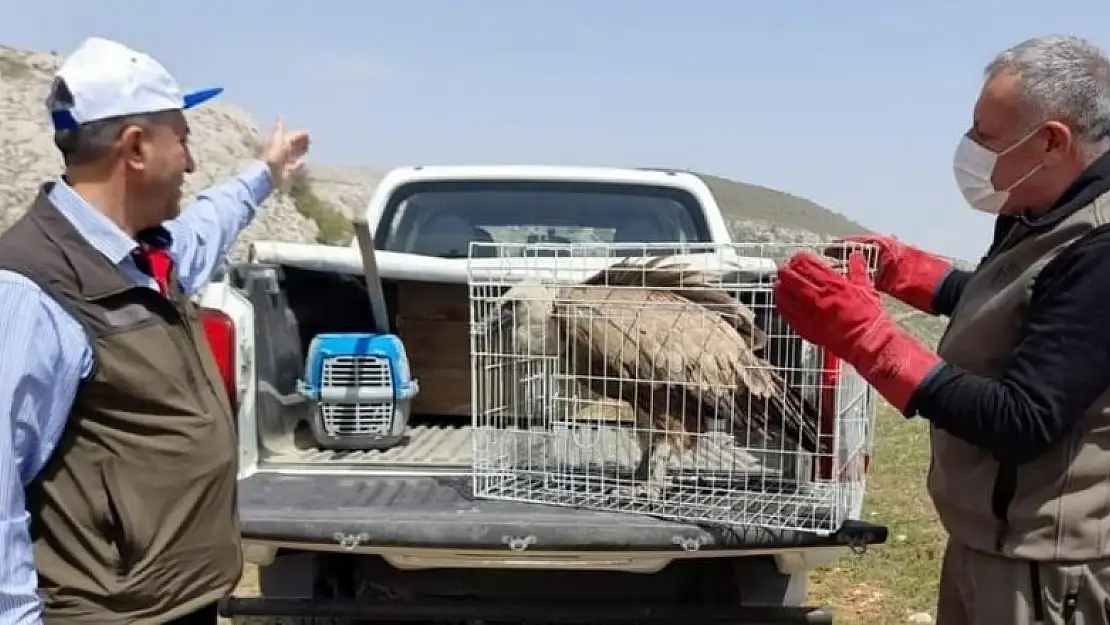 Tedavisi tamamlanan akbaba, doğaya bırakıldı