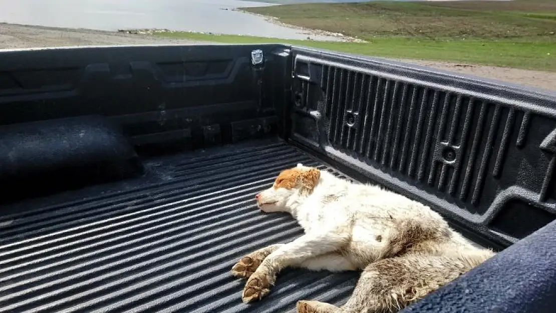 Kars'ta yaralı köpek tedavi altına alındı