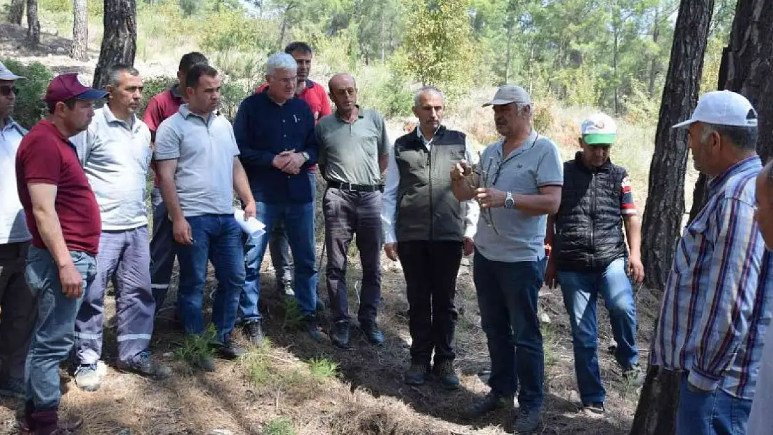 Kumluca'da köylülere gelir getirecek ormanlar oluşturuluyor