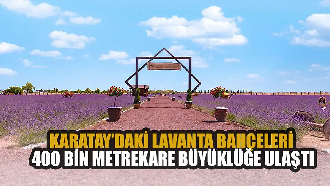 Karatay'daki lavanta bahçeleri 400 bin metrekare büyüklüğe ulaştı