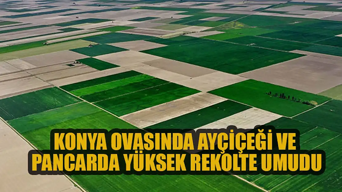 Konya Ovasında ayçiçeği ve pancarda yüksek rekolte umudu