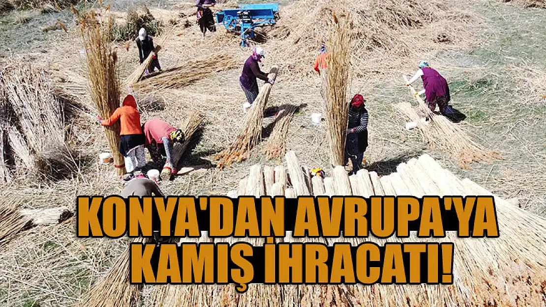 Konya'dan Avrupa'ya kamış ihracatı