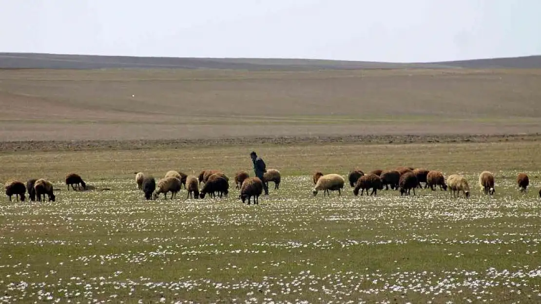 Bayburt'ta yaylalar koyun sürüleriyle renklendi