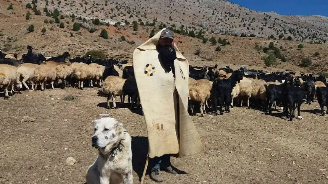 Erzincan'da meralar küçükbaş hayvanlarla şenlendi