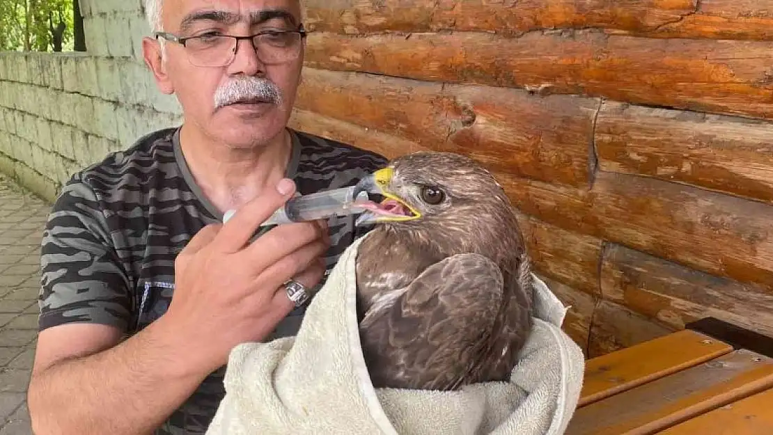 Bitkin halde bulunan şahin tedavi altına alındı