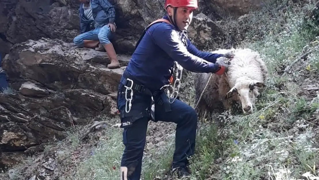 Uçurumda mahsur kalan koyun ve kuzu kurtarıldı