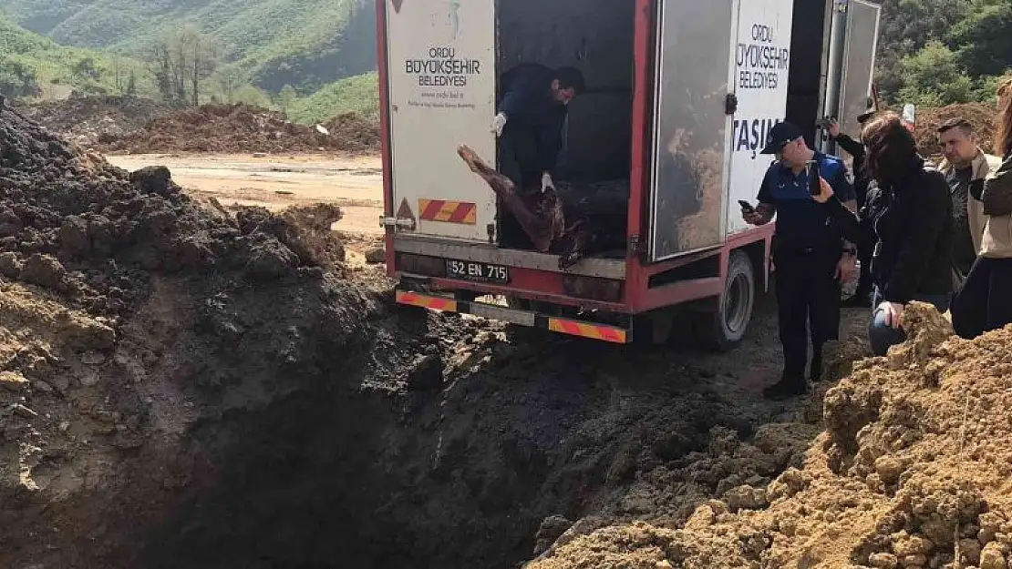 Ordu'da 2 ton kaçak et imha edildi