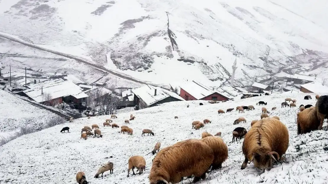 Bayburt - Trabzon arasındaki yaylalarda kar yağışı etkili oldu