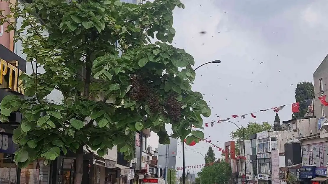 Tekirdağ bir sokakta arı istilası: Vatandaş kaçacak yer aradı