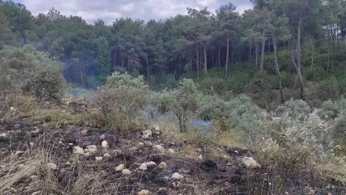 Zeytinlik alanda çıkan yangın ormana sıçramadan söndürüldü