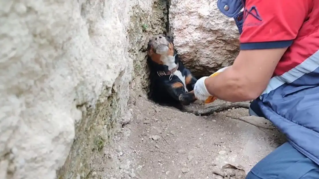 Tilkinin peşinden girdikleri obrukta sıkışan köpekleri itfaiye kurtardı