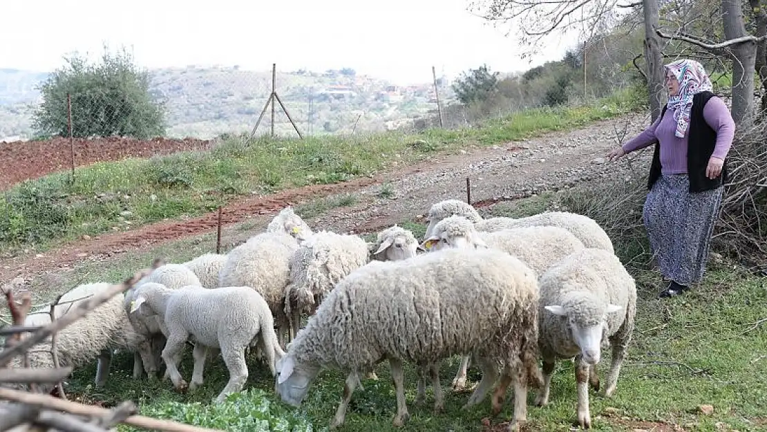 Kadın üreticilere verilen koyunlar kuzulamaya başladı