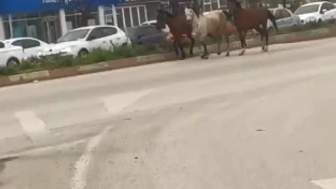 Başıboş atlar karayolunda kazaya davetiye çıkardı