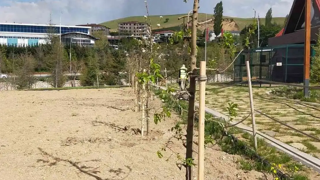 Pursaklar'da çocuklar meyveyi dalından yiyecek