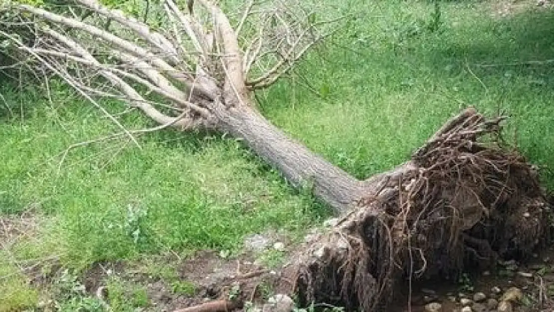 Sel suları meyve ağaçlarını vurdu