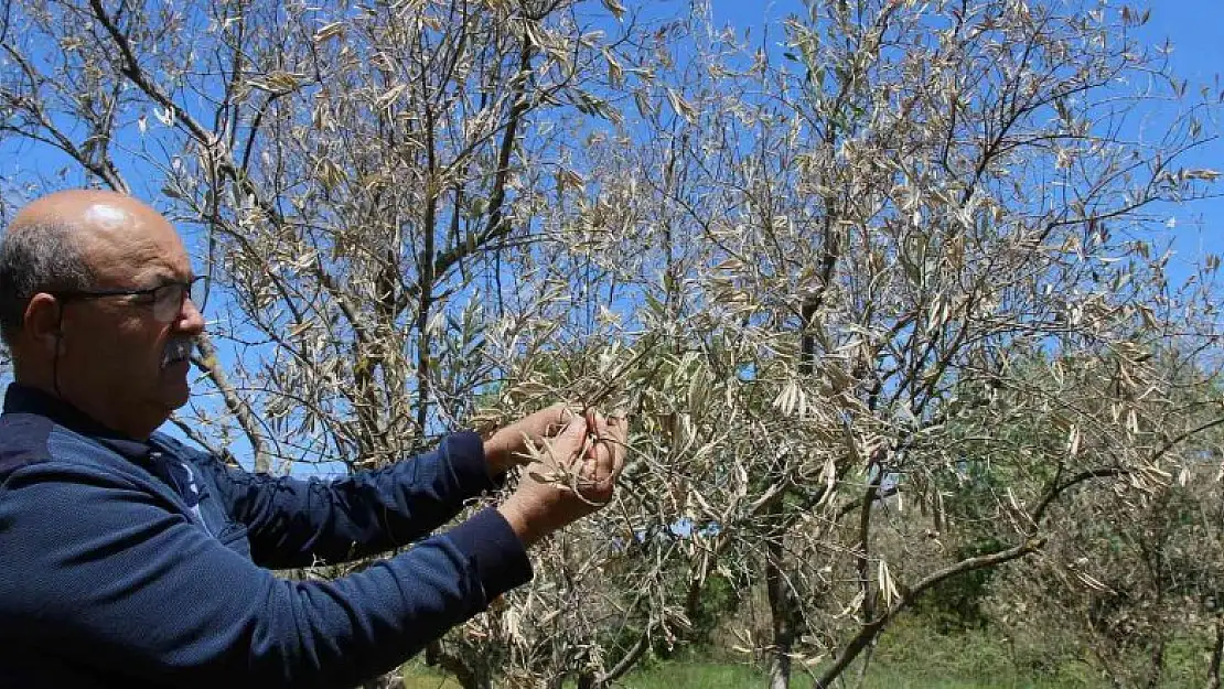 Zeytin ağaçlarında korkutan kuruma