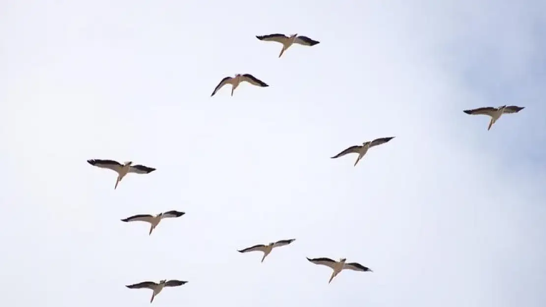 Onlarca leylek gökyüzünü renklendirdi