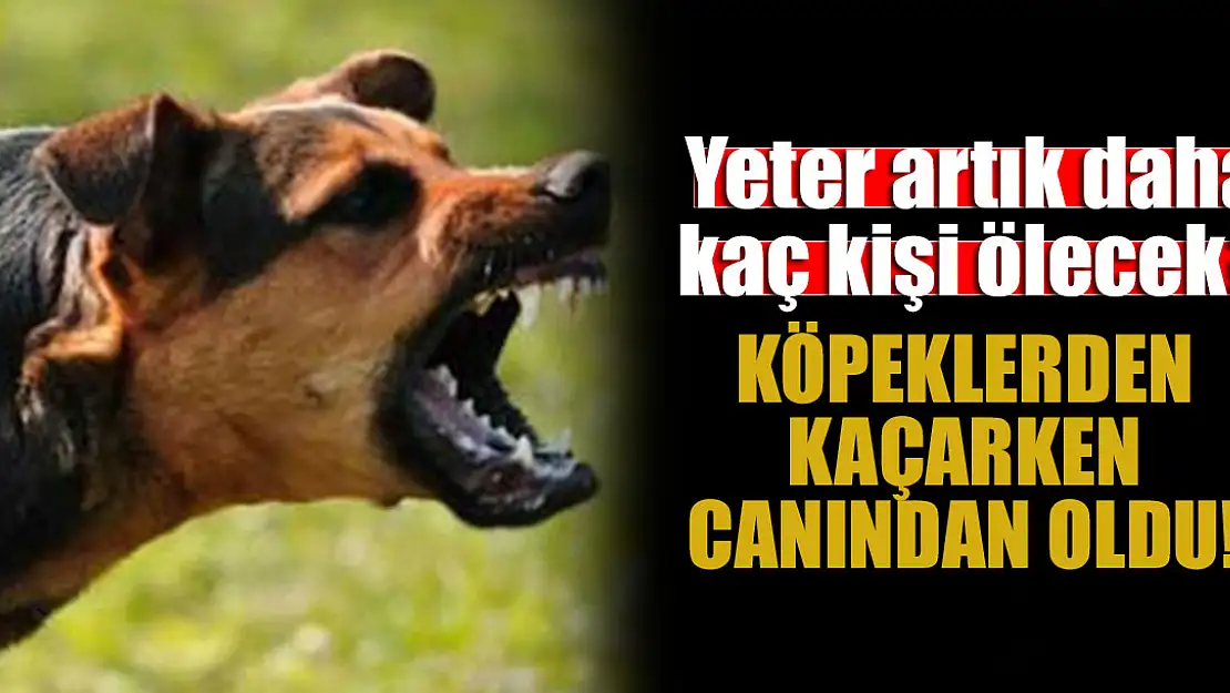 Yeter artık daha kaç kişi ölecek? Köpeklerden kaçarken canından oldu!