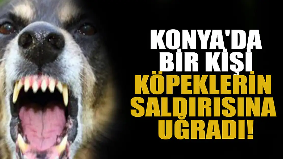 Konya'da bir kişi köpeklerin saldırısına uğradı!