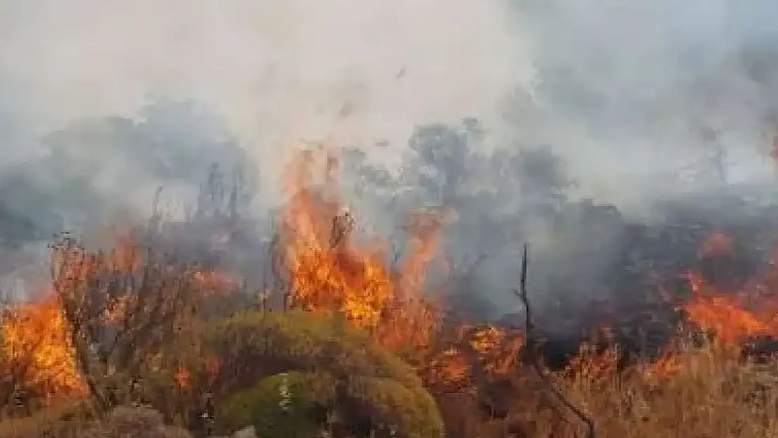 Muğla'da korkutan orman yangını