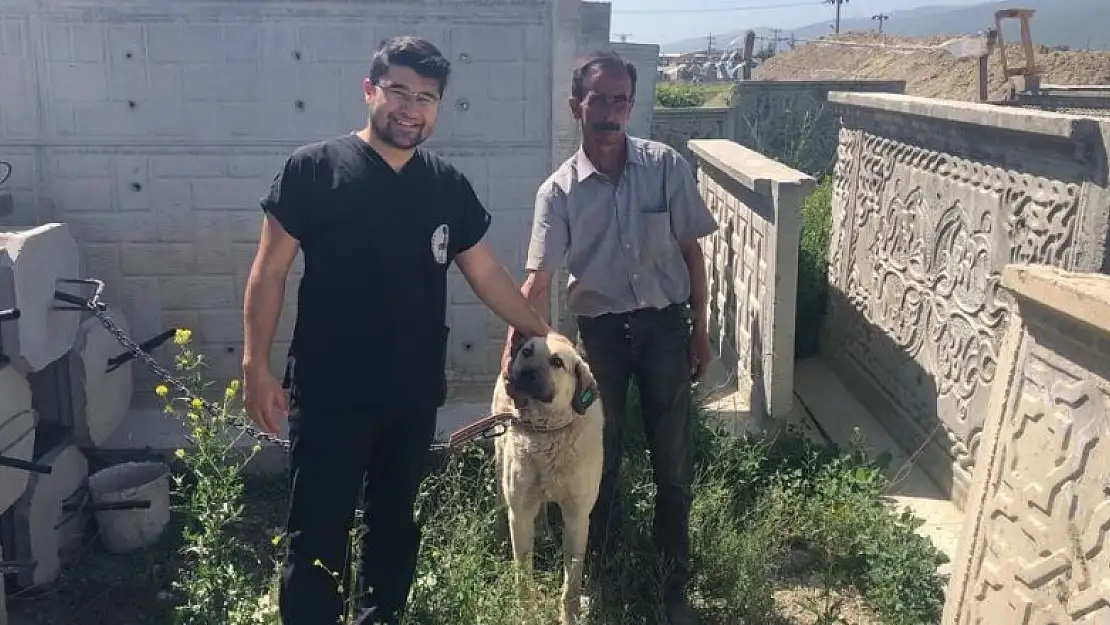 Akşehir Belediyesi sahipsiz sokak köpeklerini sahiplendiriyor