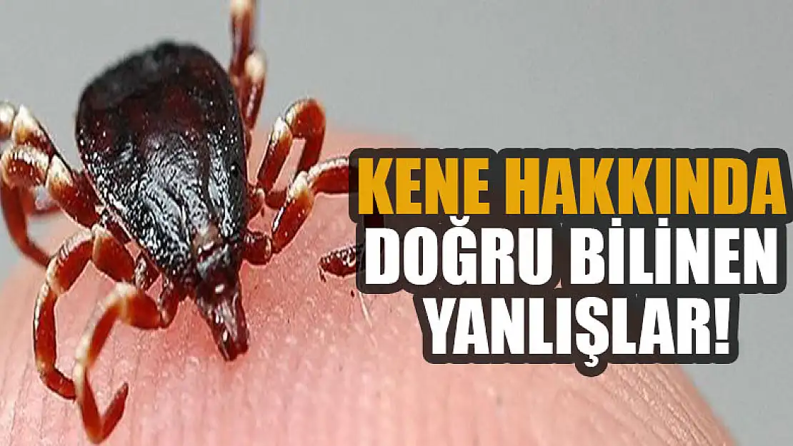 Kene hakkında doğru bilinen yanlışlar!