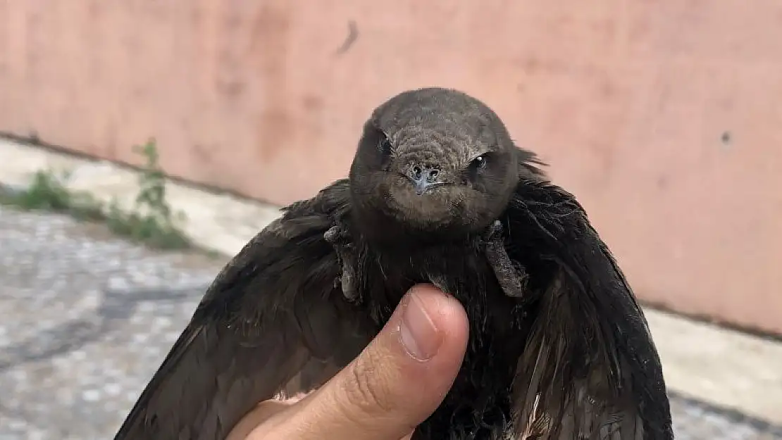 Yaralı bulunan ebabil kuşu tedavi altına alındı