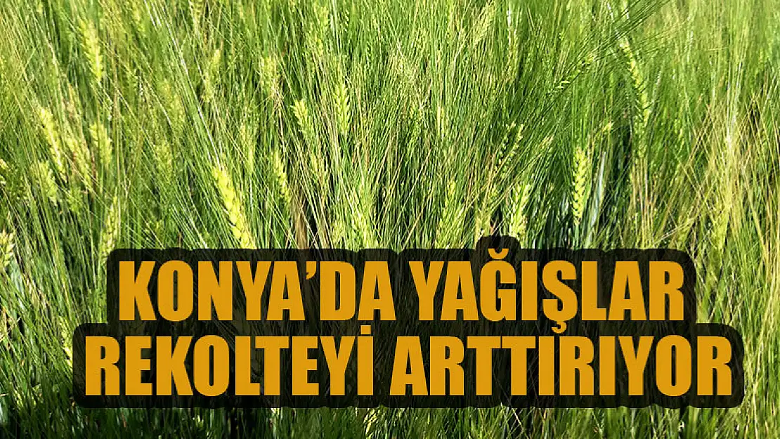 Konya'da yağışlar rekolteyi arttırıyor