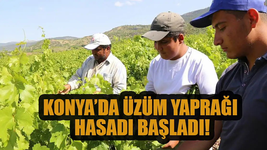 Konya'da üzüm yaprağı hasadı başladı