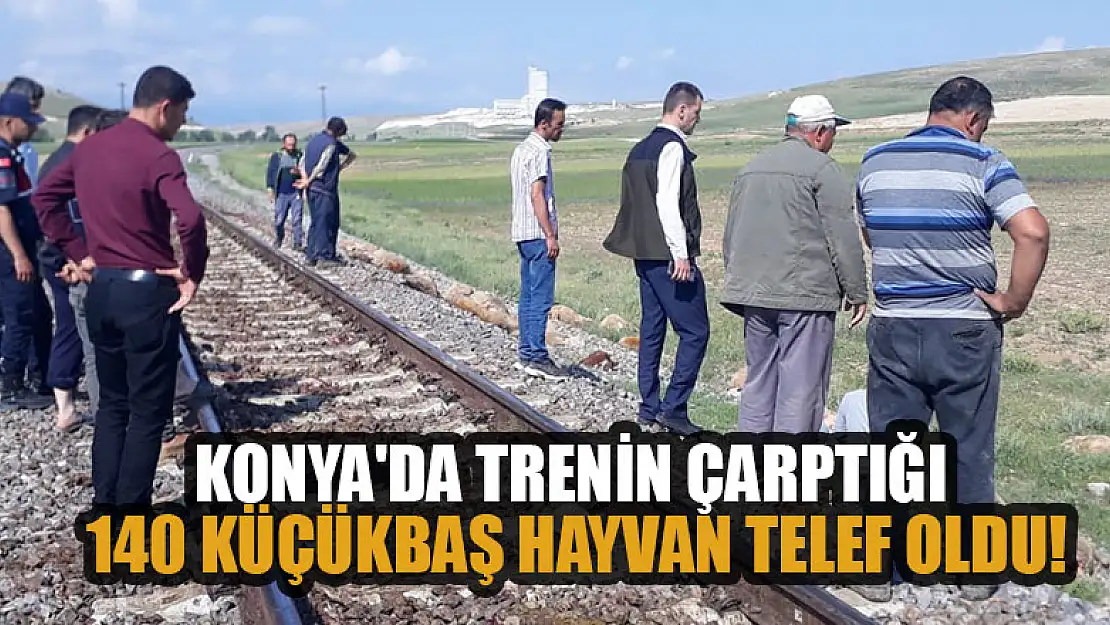 Konya'da trenin çarptığı 140 küçükbaş hayvan telef oldu