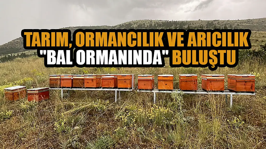 Tarım, ormancılık ve arıcılık 'bal ormanında' buluştu