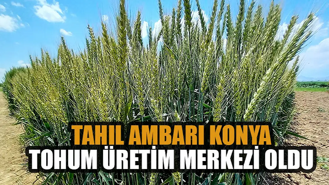 Tahıl ambarı Konya, tohum üretim merkezi oldu