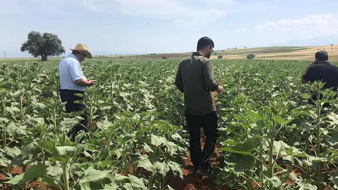 Beyşehir ve Hüyük'te yağlık ayçiçeği ekimi yapılan kıraç alanlarda inceleme