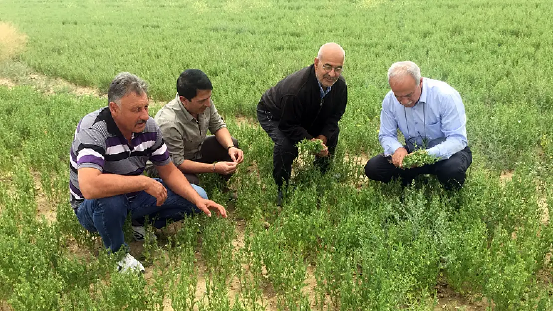 Kulu'da bu yıl yüksek rekolte bekleniyor