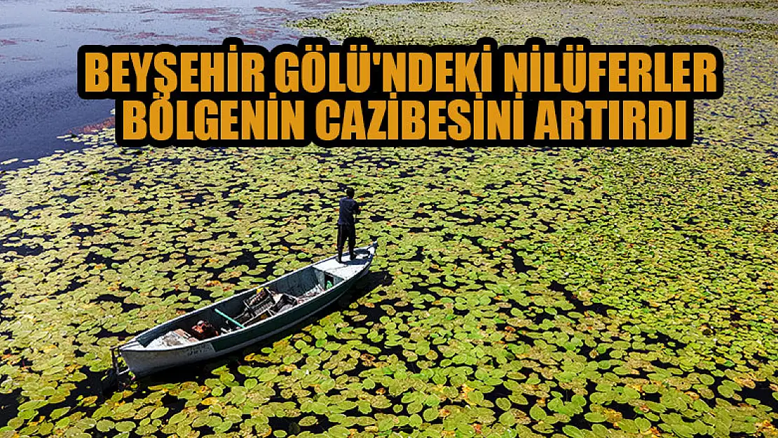 Beyşehir Gölü'ndeki nilüferler bölgenin cazibesini artırdı