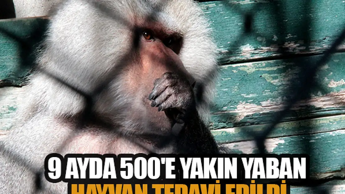 9 ayda 500'e yakın yaban hayvan tedavi edildi