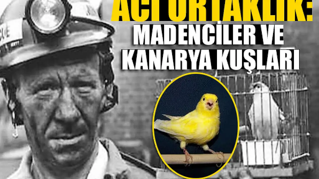 Acı Ortaklık: Madenciler ve Kanarya Kuşları