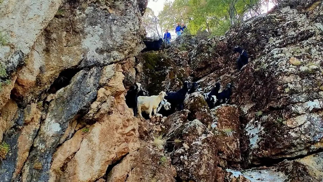 AFAD'dan keçileri kurtarma operasyonu